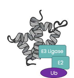 Degradation-UbiquitinationatAllostericSite